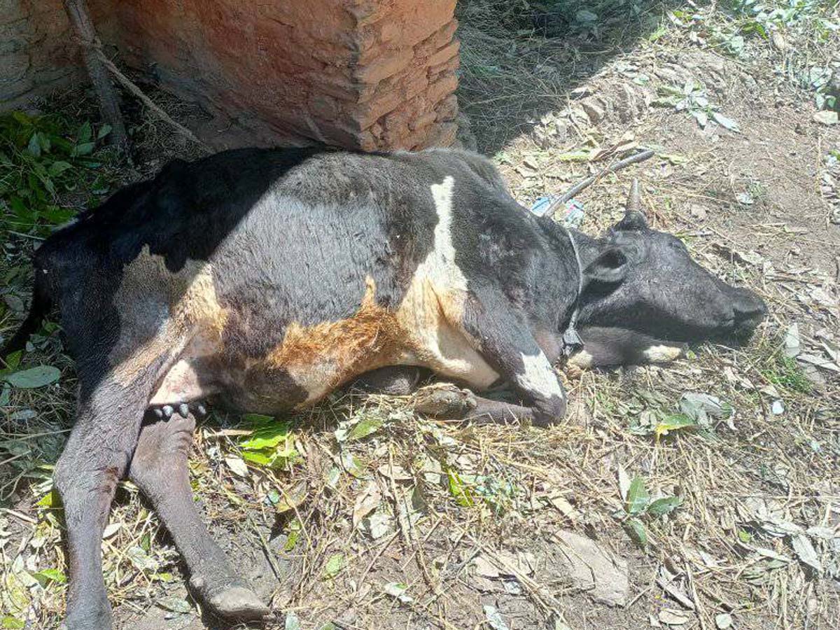 बैतडीमा ‘लम्पी स्कीन’रोगले पशुचौपाया मर्न थालेपछि किसानहरु चिन्तित 